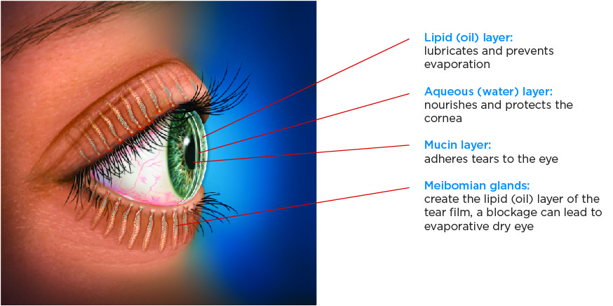 Tear Film Anatomy